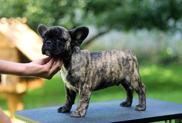 Romeo French Bulldog