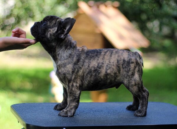 Romeo French Bulldog