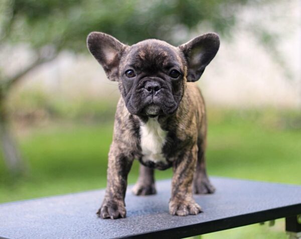 Romeo French Bulldog