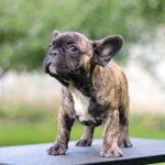 Romeo-male-French-Bulldog-puppy-for-sale-5