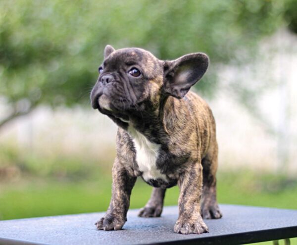Romeo French Bulldog