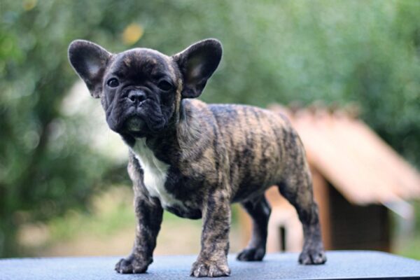 Romeo French Bulldog