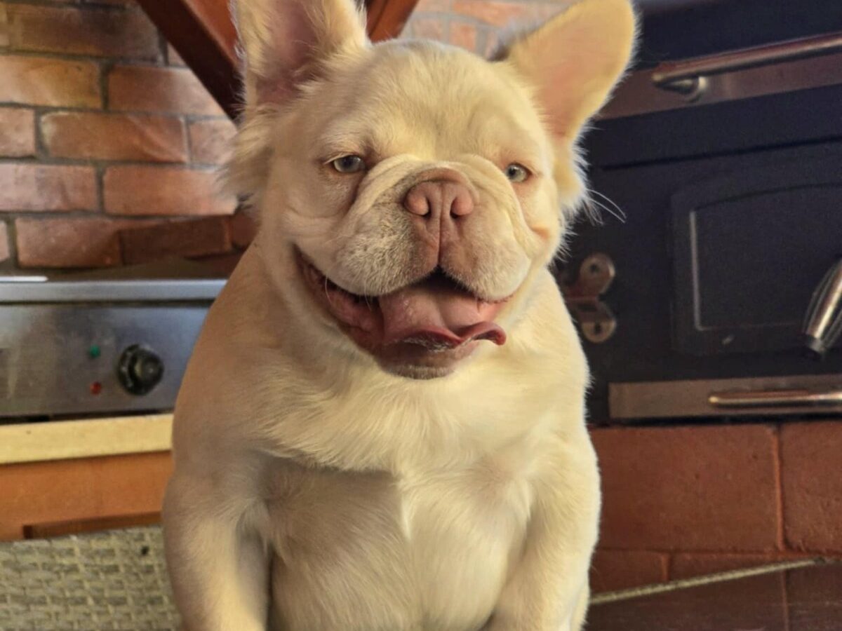 Fluffy French Bulldog Dogs and Puppies for sale