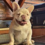 Max Fluffy French Bulldog