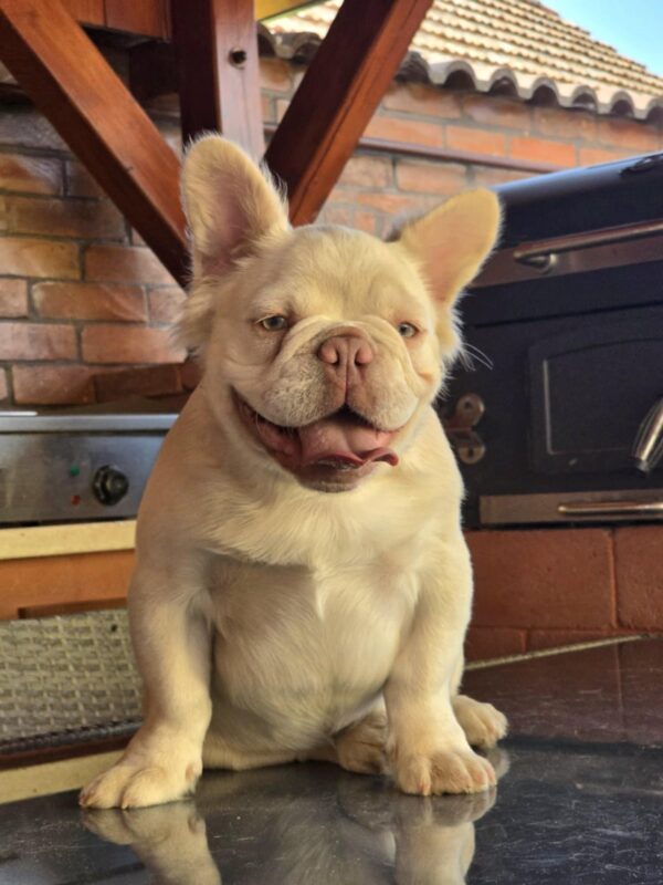 Ronny Fluffy French Bulldog
