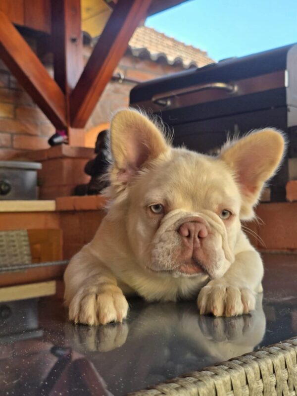 Ronny Fluffy French Bulldog