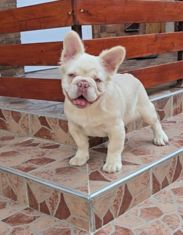 Ronny Fluffy French Bulldog