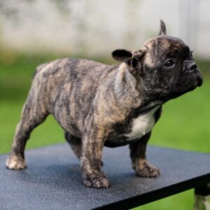 Rosh French Bulldog