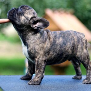 Rosh French Bulldog