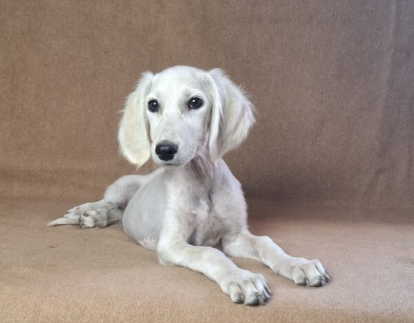 Rosie Saluki Persian Hound