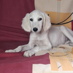Rosie Saluki Persian Hound