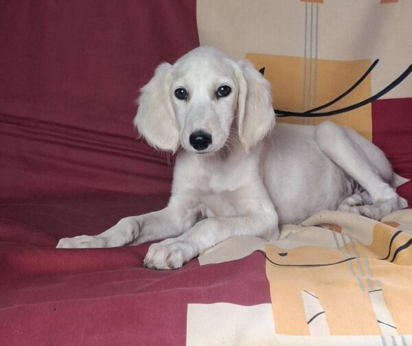 Rosie Saluki Persian Hound
