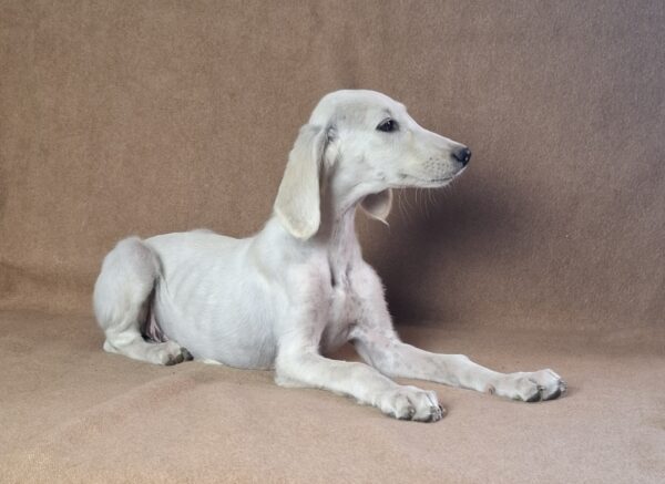 Rosie Saluki Persian Hound