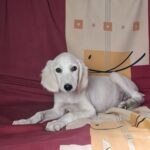 Rosie-female-saluki-puppy-for-sale- (2)