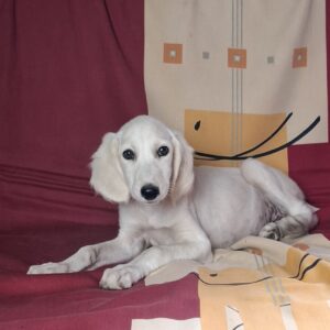 Rosie Saluki Persian Hound