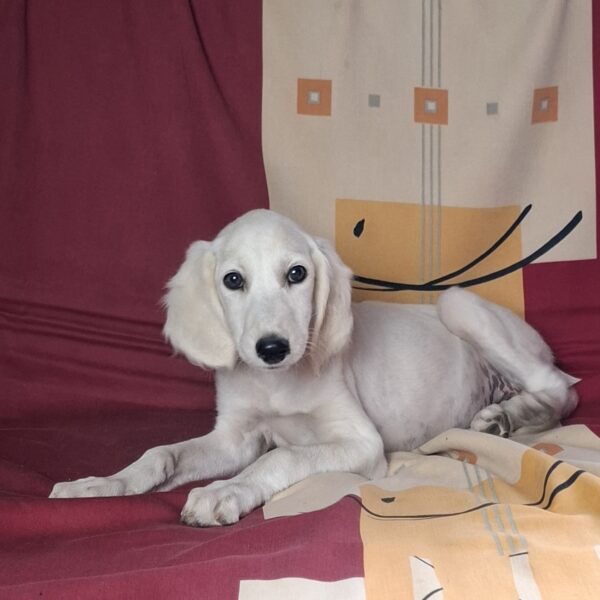 Rosie Saluki Persian Hound