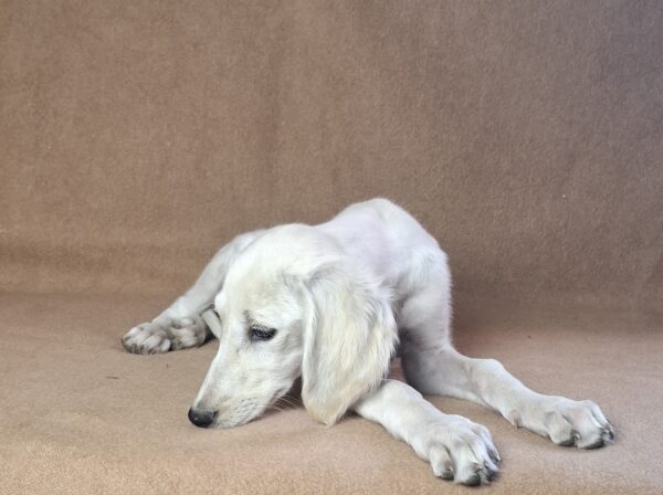 Rosie Saluki Persian Hound