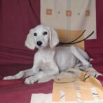 Rosie-female-saluki-puppy-for-sale- (3)