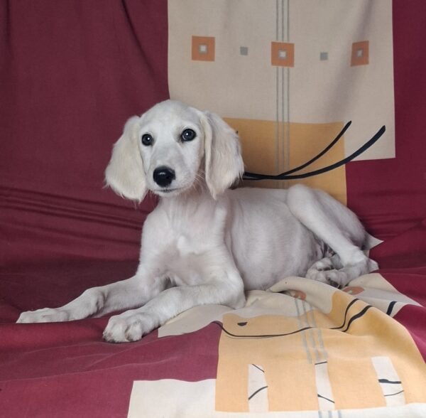 Rosie Saluki Persian Hound