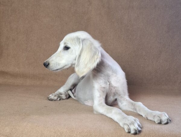 Rosie Saluki Persian Hound
