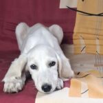 Rosie-female-saluki-puppy-for-sale- (4)