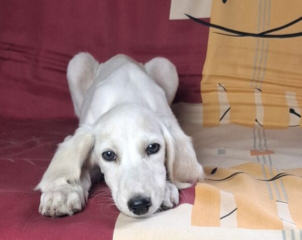 Rosie Saluki Persian Hound
