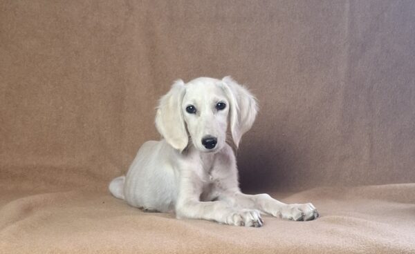 Rosie Saluki Persian Hound