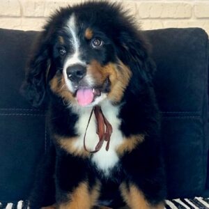 Roxana Bernese Mountain Dog
