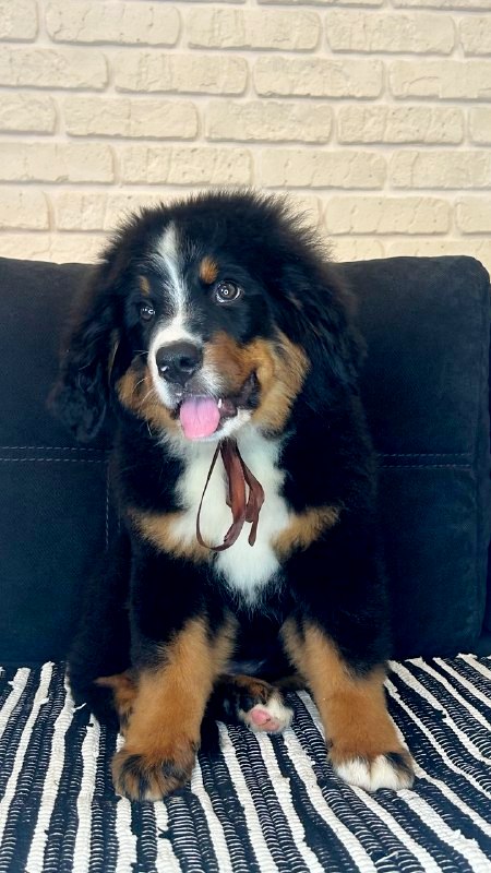 Roxana Bernese Mountain Dog