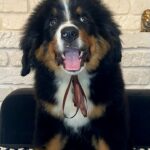 Roxana-female-Bernese-Mountain-puppy-for-sale-2
