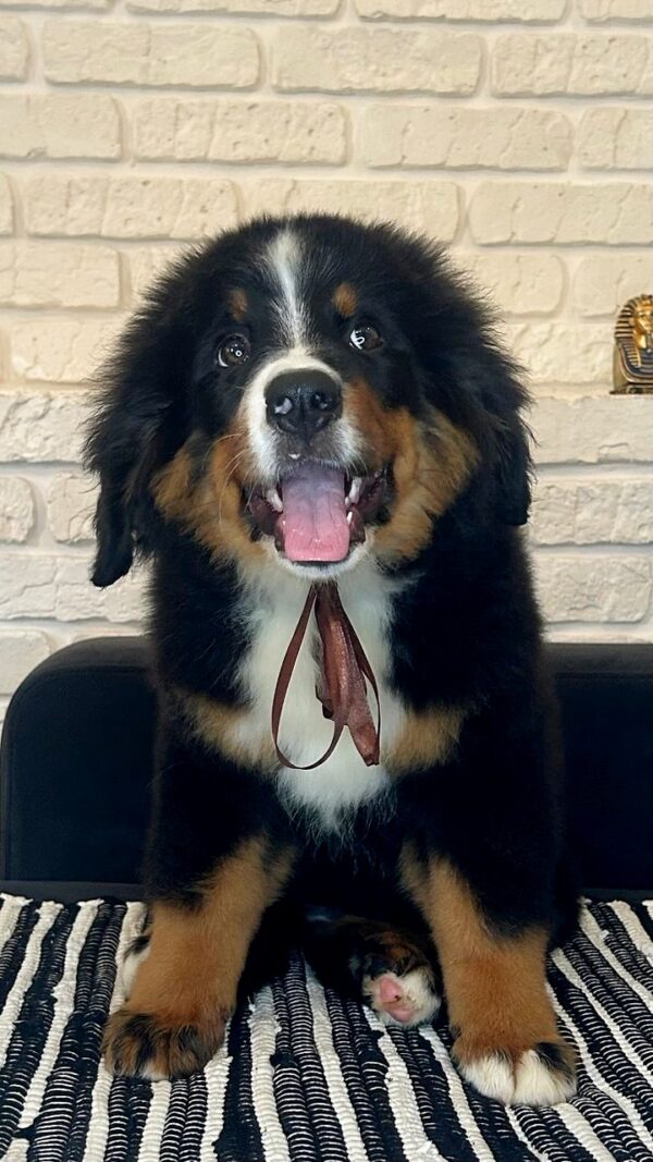 Roxana Bernese Mountain Dog