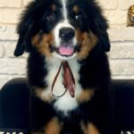 Roxana-female-Bernese-Mountain-puppy-for-sale-3