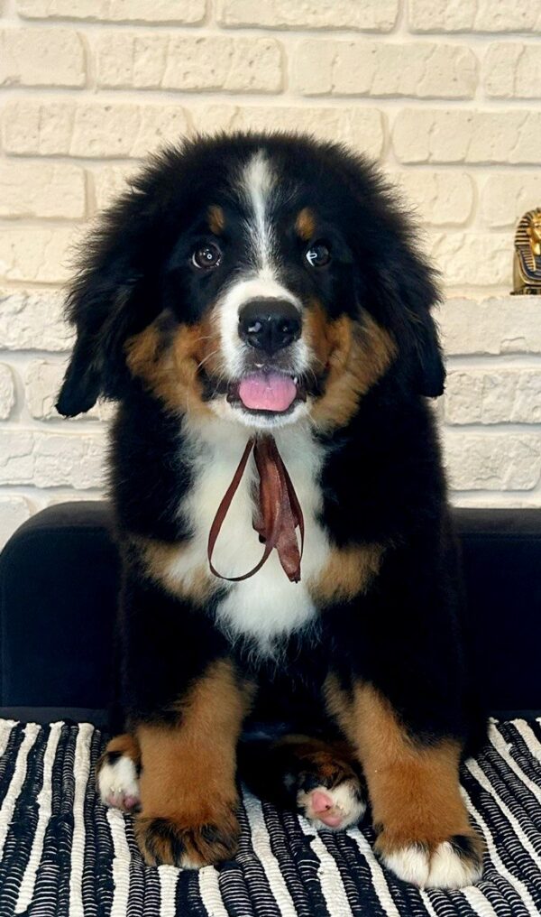 Roxana Bernese Mountain Dog