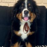 Roxana-female-Bernese-Mountain-puppy-for-sale-4