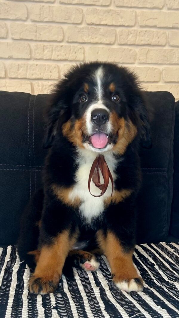 Roxana Bernese Mountain Dog