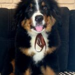 Roxana-female-Bernese-Mountain-puppy-for-sale-5