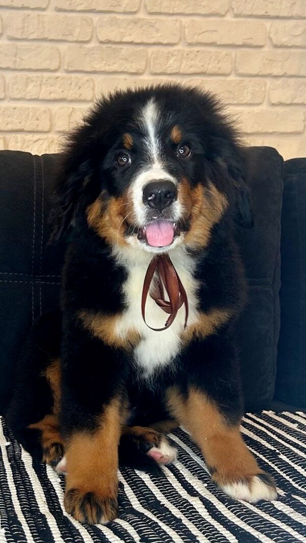 Roxana Bernese Mountain Dog