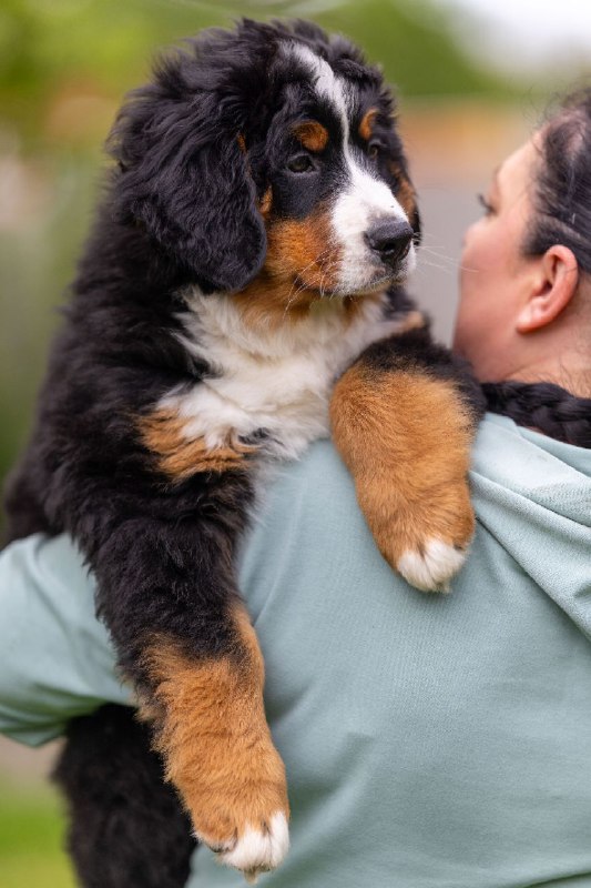Sea Bernese Mountain Dog