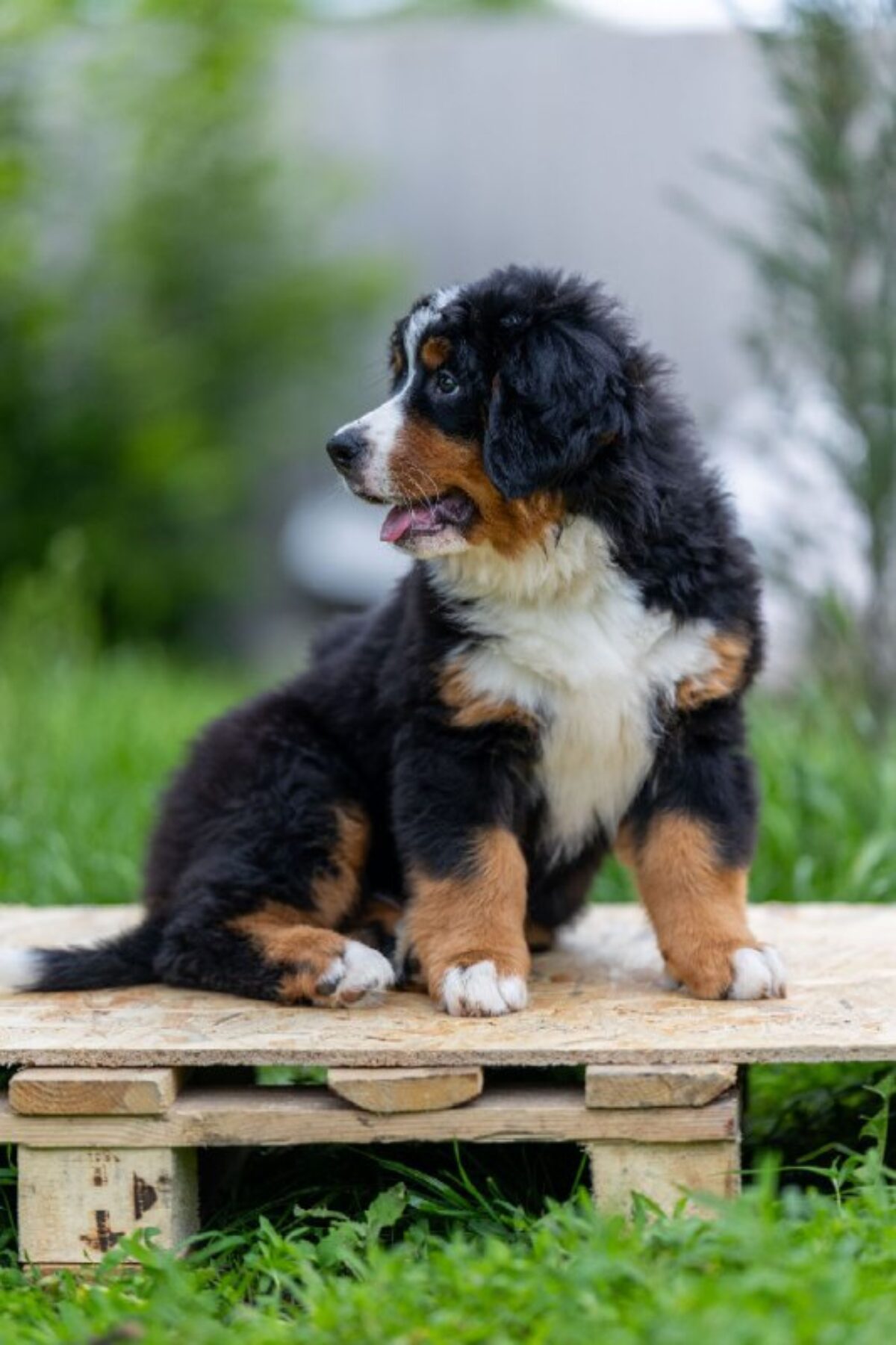 Dog Shedding Blue Merle Bernese Mountain Dog Bernedoodle Puppies