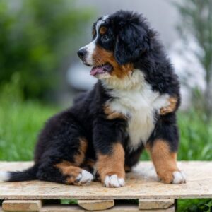 Sea Bernese Mountain Dog