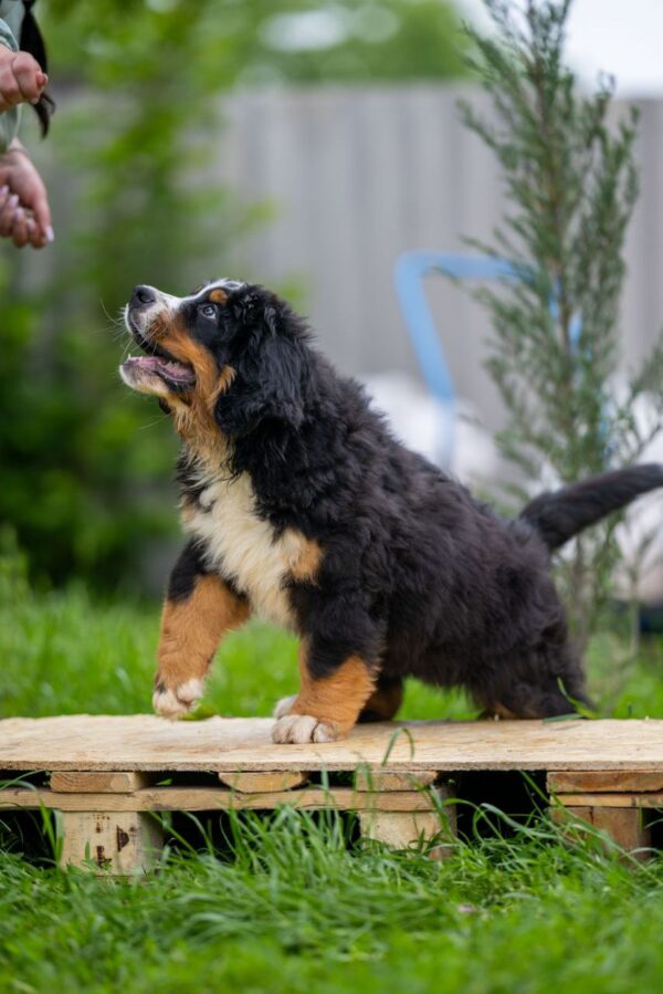 Sea Bernese Mountain Dog