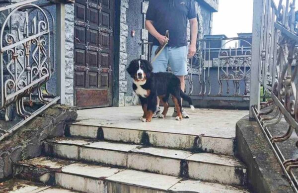 Sea Bernese Mountain Dog
