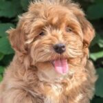 Darty Maltipoo