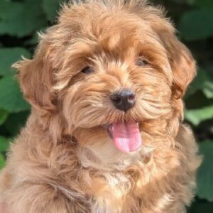 Sam Maltipoo