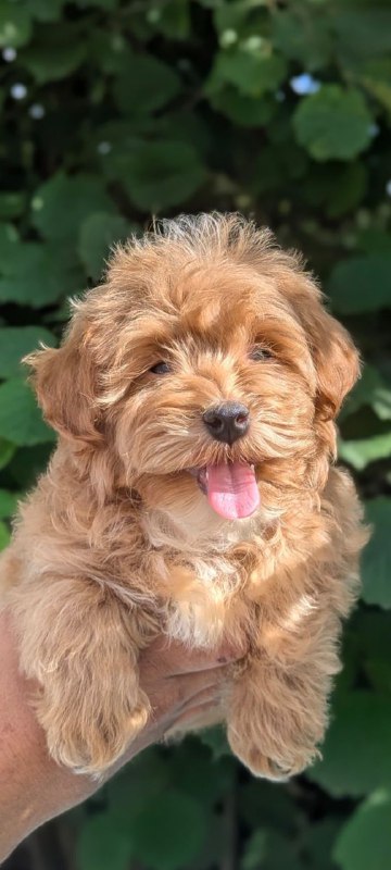 Sam Maltipoo