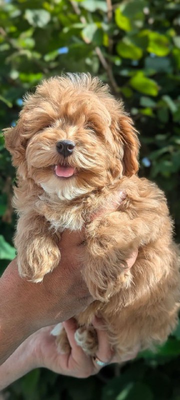 Sam Maltipoo