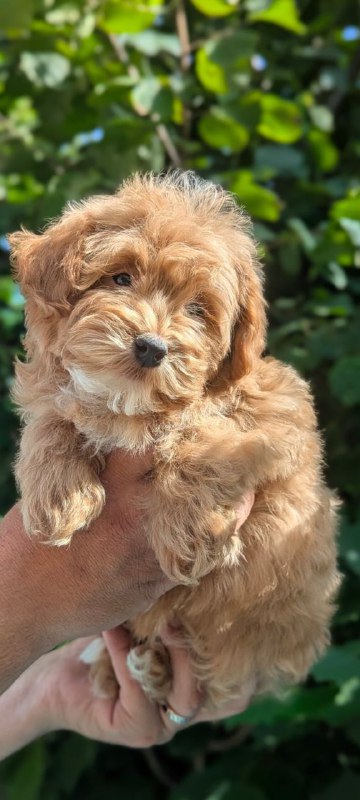 Sam Maltipoo