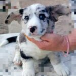 Samira-female-Welsh-Corgi-puppy-for-sale-1