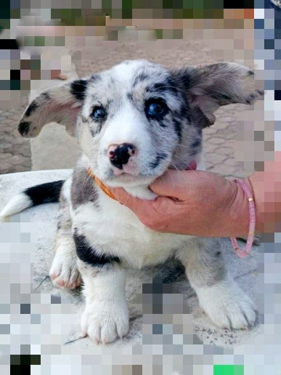 Samira Welsh Corgi