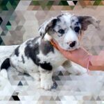 Samuel Welsh Corgi